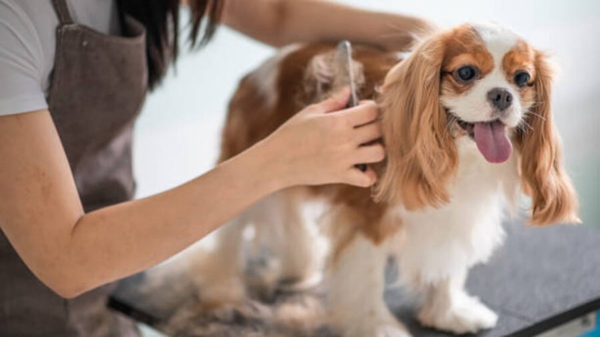 A groomer brushing a King Charles Cavalier Spaniel's coat