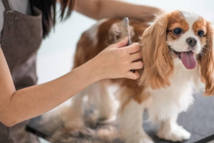 A groomer brushing a King Charles Cavalier Spaniel's coat