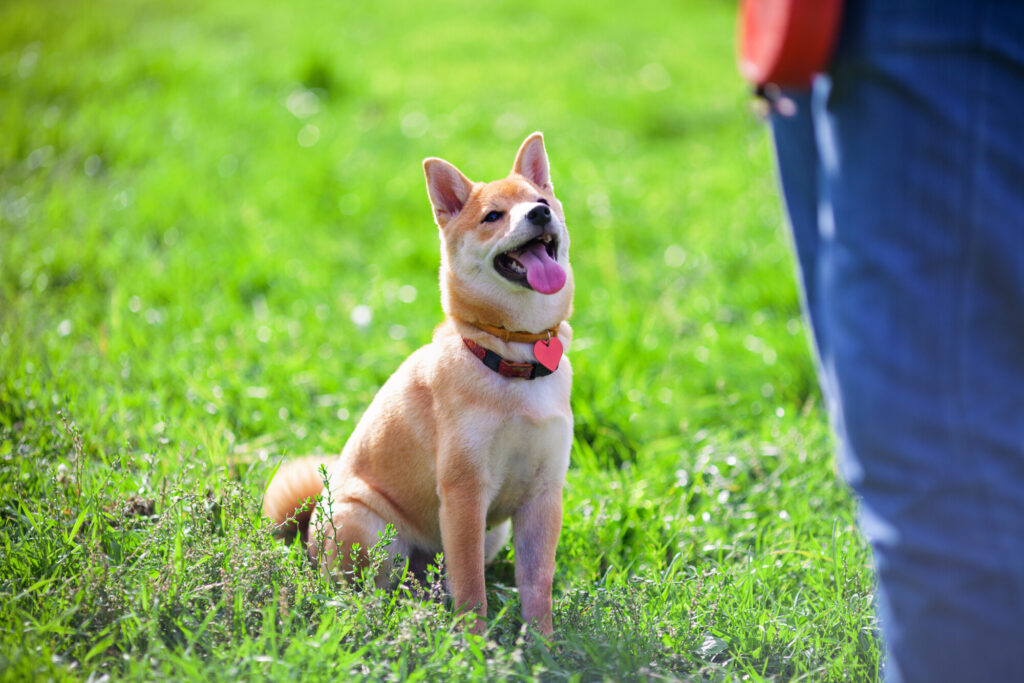 Dog Training