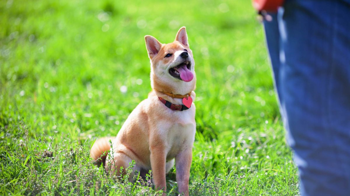 A trained dog sitting attentively in the grass, looking up at its owner