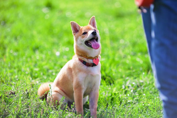 A trained dog sitting attentively in the grass, looking up at its owner