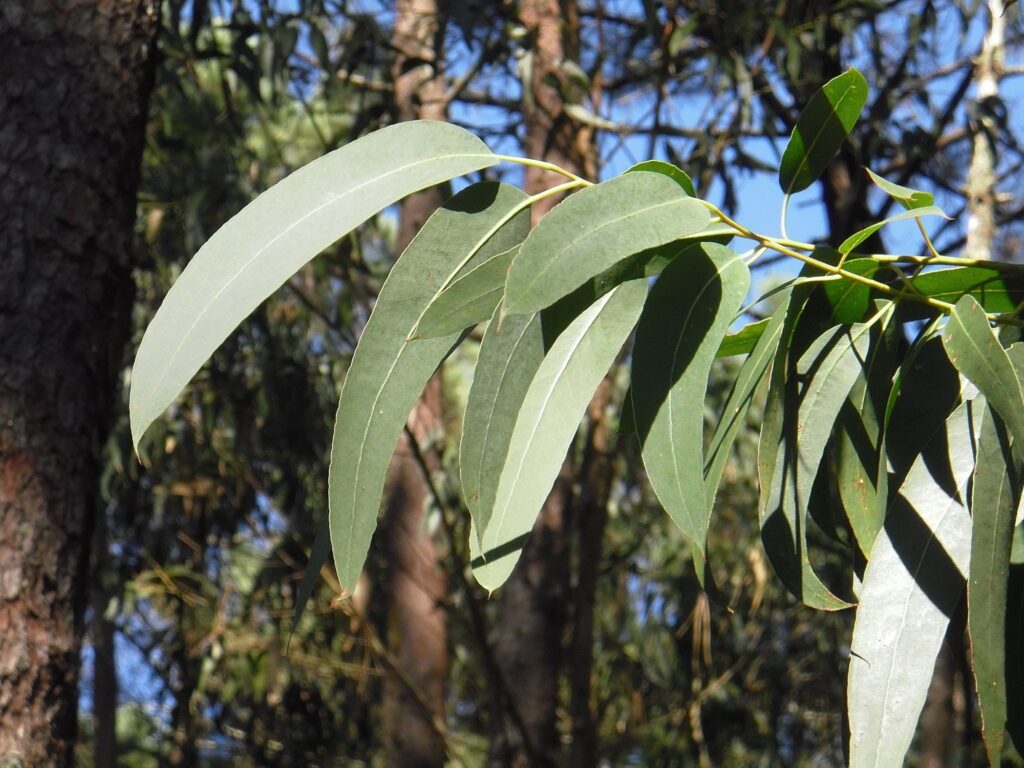 benefits of Eucalyptus