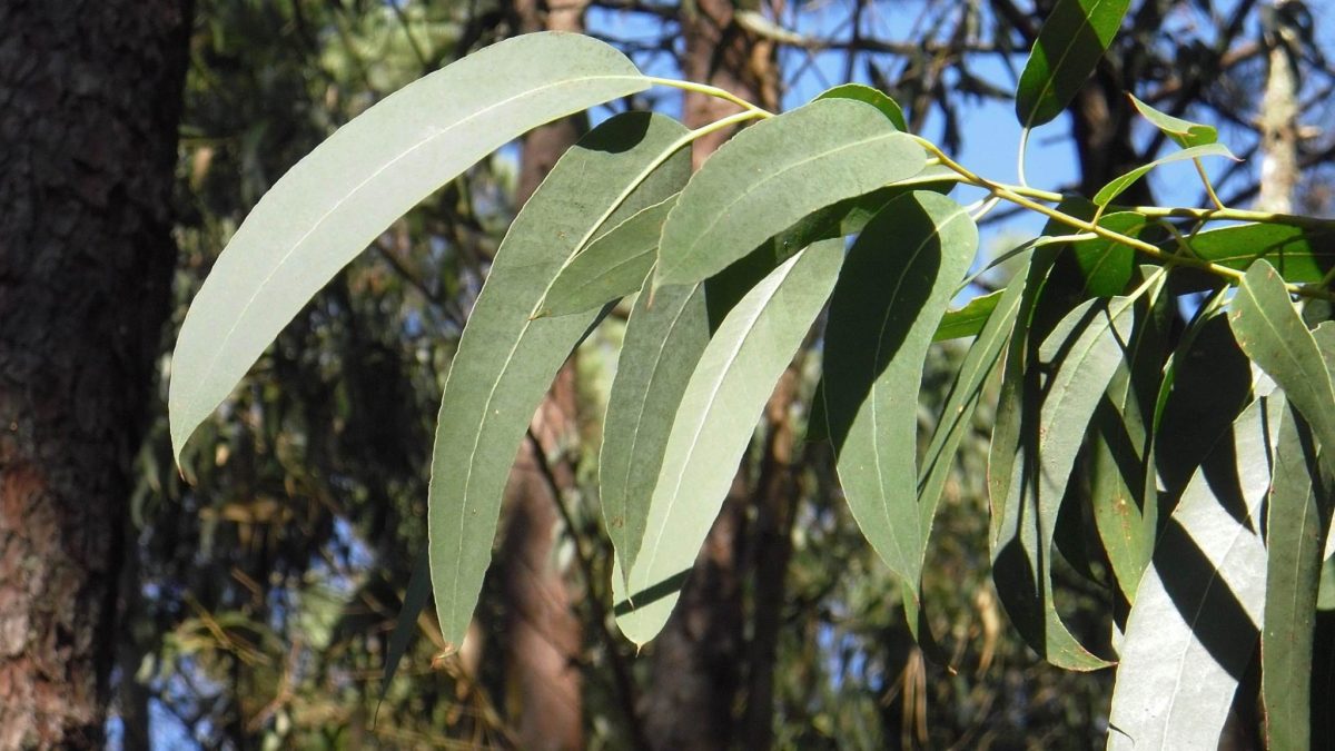 benefits of Eucalyptus