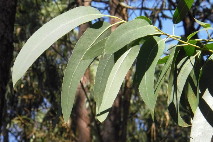 benefits of Eucalyptus