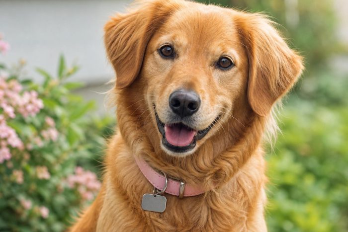 A female golden retriever wearing a pink collar with a blank ID tag