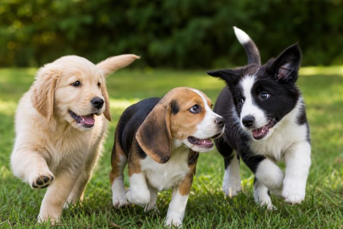Three happy puppies of different breeds playing together outdoors